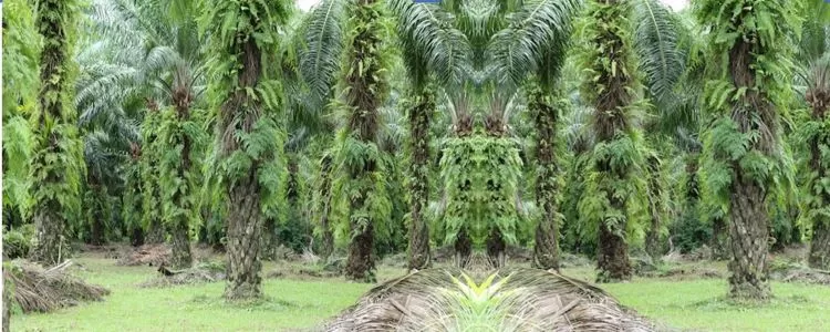 769a-racun-rumput-palling-ampuh racun rumput palling ampuh