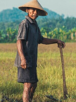 petani-di-sawah